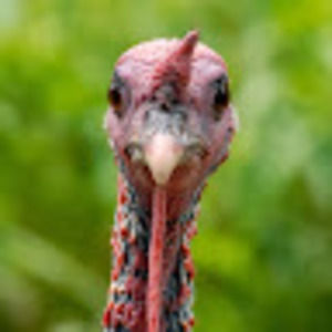 Meet your Posher, Jeff